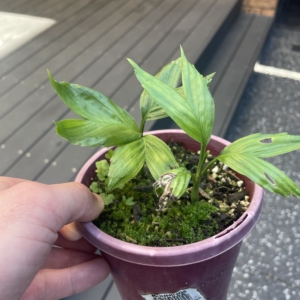 Chamaedorea tenella Wide Leaf