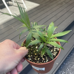 Chamaedorea liebmannii