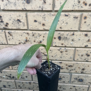 Pritchardia minor