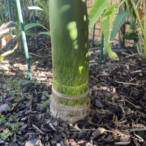 Chambeyronia macrocarpa var flavopicta