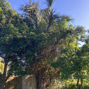 Kosi Palm