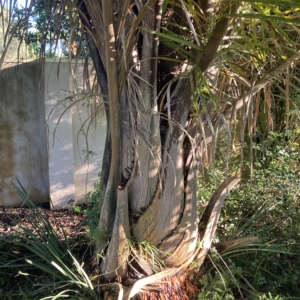 Kosi Palm