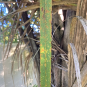 Kosi Palm