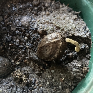 Germinating Parajubaea cocoides seed.