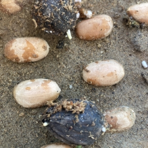 Germinating Parajubaea cocoides seeds.