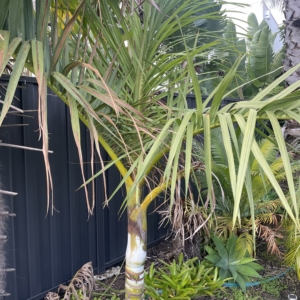 Chrysalidocarpus decipiens