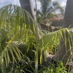 Chrysalidocarpus onilahensis weeping form