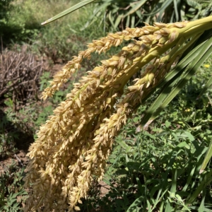 Syagrus coronata inflorescence