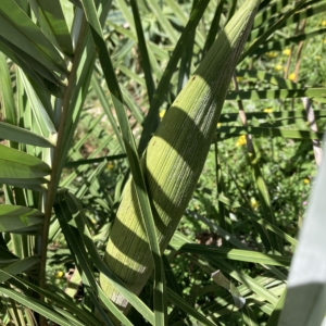 Syagrus coronata emerging inflorescence