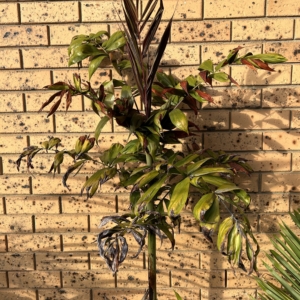 Dypsis rosea