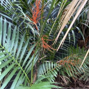 Chamaedorea hooperiana