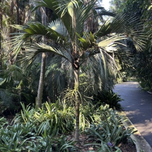 Hedyscepe canterburyana Melbourne Botanic Gardens