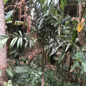 Palmeira do mexico