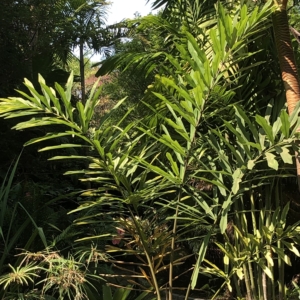 Plumas do himalaia