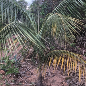 Coco de pedra