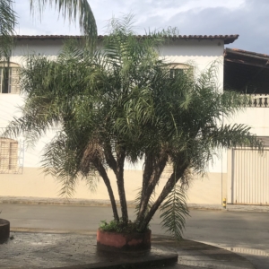 Coco de vaqueiro