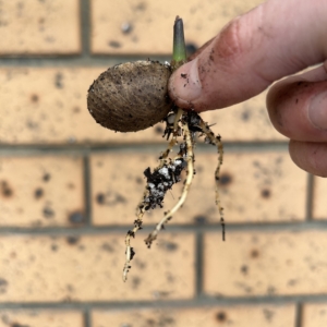 Hedyscepe canterburyana