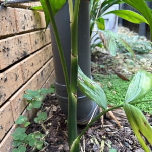 Chamaedorea anemophila