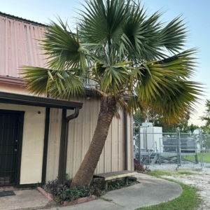 45-50 year Sabal x brazoriensis in Pearland, Texas. Brazoria County.