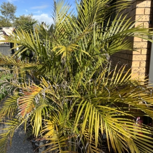 Chrysalidocarpus arenarum