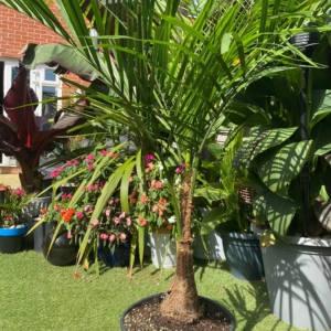Butia