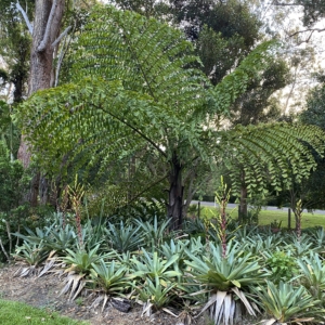 Giant fishtail palm