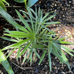 Coccothrinax montana