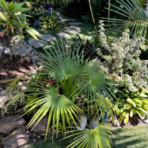 Coccothrinax miraguama