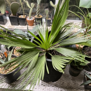 Brahea decumbens 5 gallon