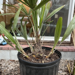 Needle palm 3 gallon