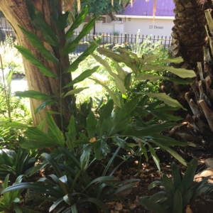 Wallichia oblongifolia