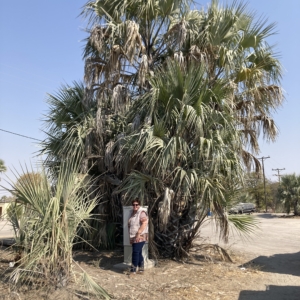 Hypheane in Botswana