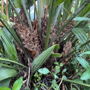 Needle palm inflorescence Clarksville, TN