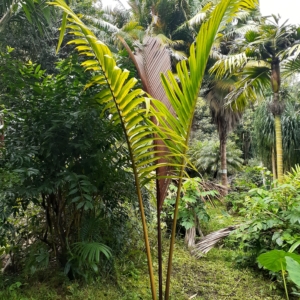 Lemurophoenix halleruxii