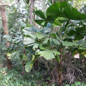 Licuala grandis at Pa Kanu Ola
