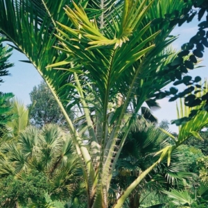 Metroxylon salomonense at Pa Kanu Ola