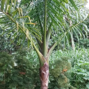 Metroxylon warburgii