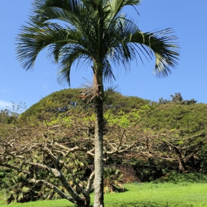 Oraniopsis