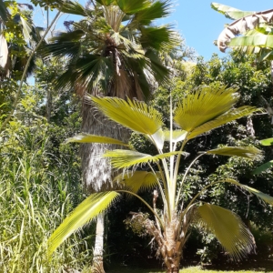Pritchardia aylmer-robinsonii (now Pritchardia remota)