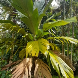 Pelagodoxa henryana
