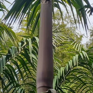 Pinanga batanensis at Pa Kanu Ola