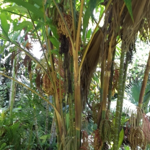 Pinanga coronata