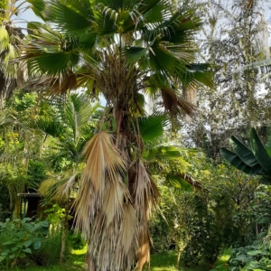 Pritchardia beccariana at Pa Kanu Ola
