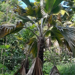 Pritchardia hillebrandii at Pa Kanu Ola