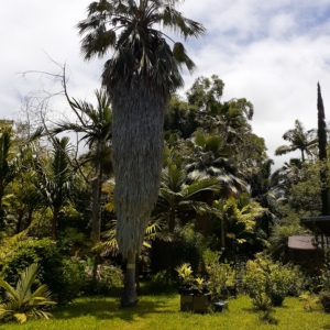 Pritchardia munroi