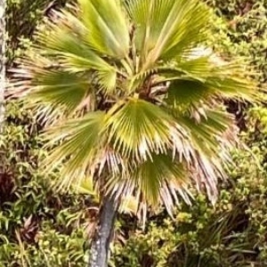 Pritchardia woodii