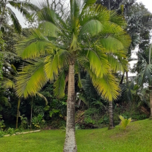 Ravenea rivularis at Pa Kanu Ola