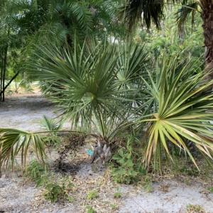Sabal etonia