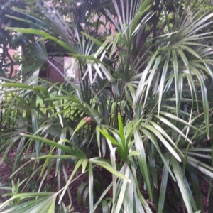 Needle Palm