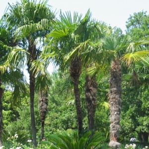 Trachycarpus fortunei @ Houston Zoo